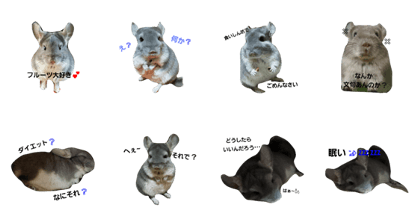 cutechinchilla