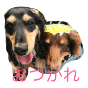 Dachshund 2brother