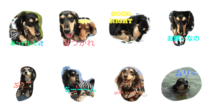 Dachshund 2brother