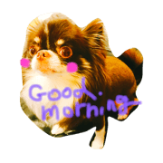 pet dog chloe