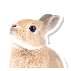 Anyway, loose rabbits