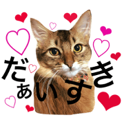 cat miro