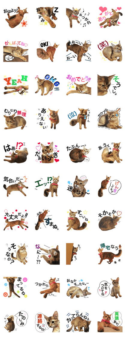 cat miro