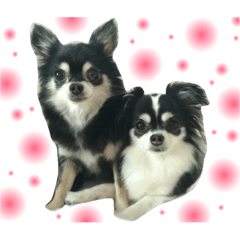 Lily&Mery