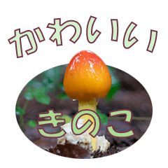 Kawaii Mushrooms Japanese Message