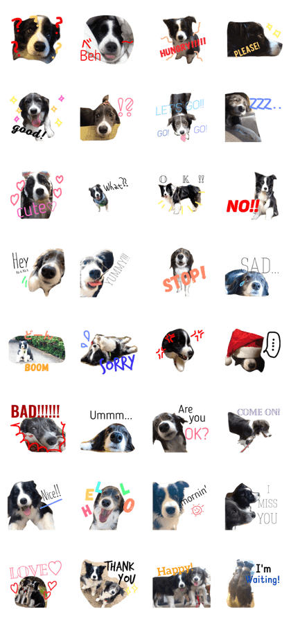 rikumeru's Day!(Border collie)