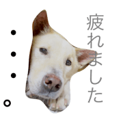 my lovely dog HAJIME my lovely dog HAJIME