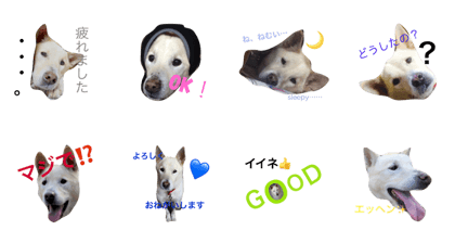 my lovely dog HAJIME my lovely dog HAJIME