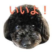 toy-poodle  JACK