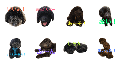 toy-poodle  JACK