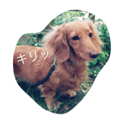 The name of Miniature Dax is Sakura