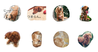 The name of Miniature Dax is Sakura