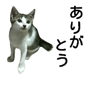 This is lovely cat