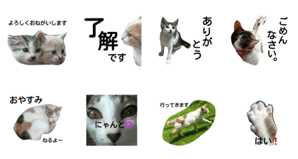 This is lovely cat