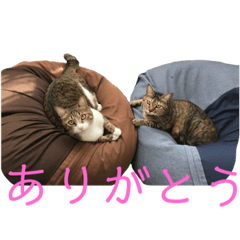 Chiyo_20210406143306