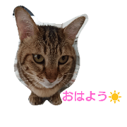 C-KOHA