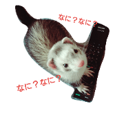 Ferrets' daily life