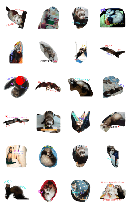 Ferrets' daily life