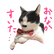 Choco is my cat.