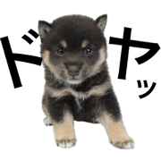 lovely shibainu