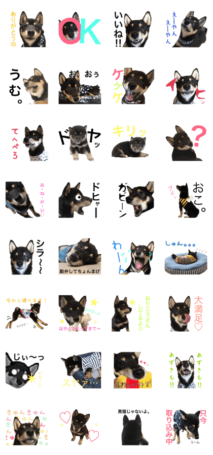 lovely shibainu
