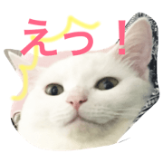 bon bon of cat