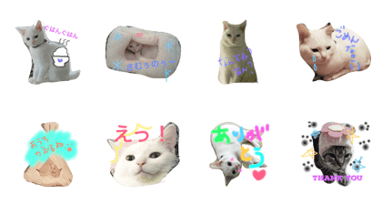 bon bon of cat
