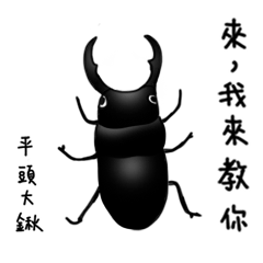 Easyfit-Beetle