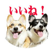 mocyo!corgi2