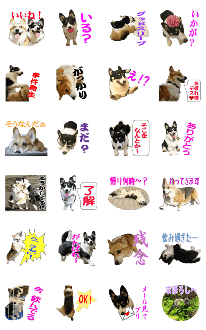 mocyo!corgi2