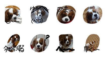 HACHI8