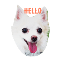 hachiko555