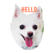 hachiko555