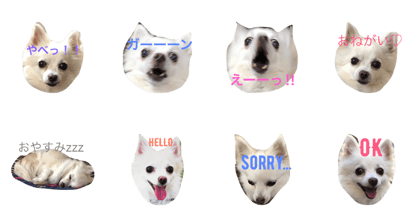 hachiko555