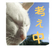 Cat's Ten and jeen