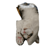 ao-tamu