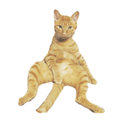 kikimikan
