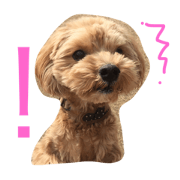 DOG TARO TARO