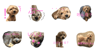 DOG TARO TARO
