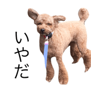 dog langue