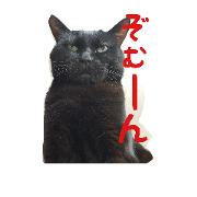 blackcat mame