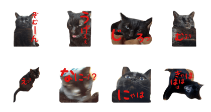 blackcat mame