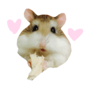 Roborovski hamster MOCHI