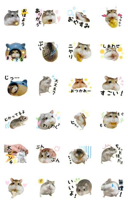 Roborovski hamster MOCHI