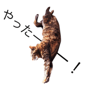 My cat Bell.
