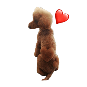 StandardPoodle VEGA