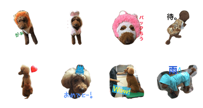 StandardPoodle VEGA