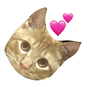 BOBU cat