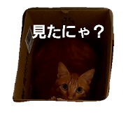 Hello,My name is KINAKO.