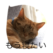 Cats' recommendation